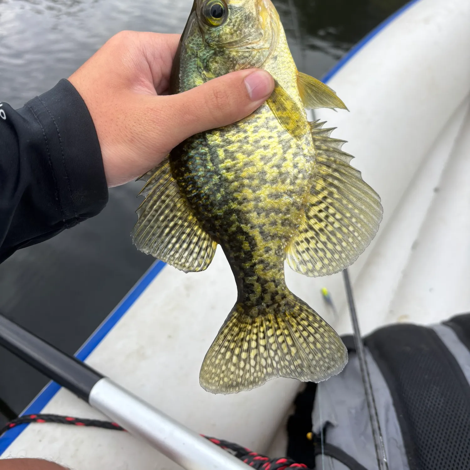 Black crappie caught on Fishbrain