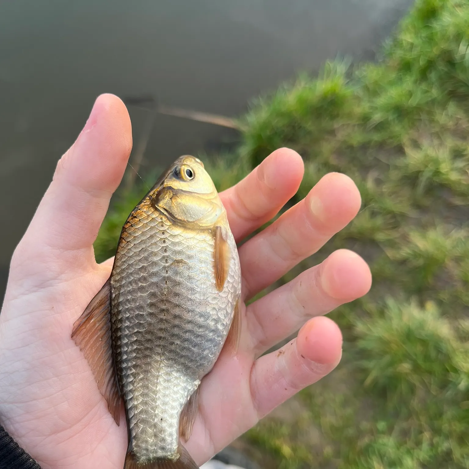 The most recent Crucian carp catches on Fishbrain