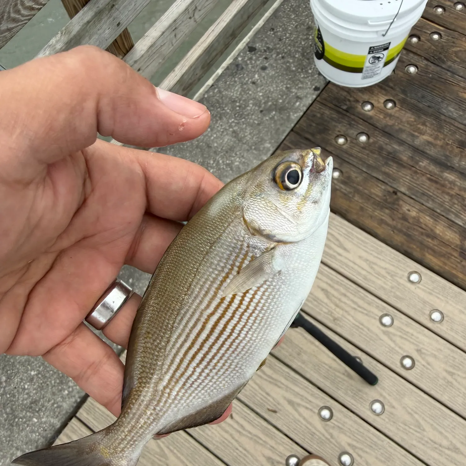 Striped mojarra caught on Fishbrain