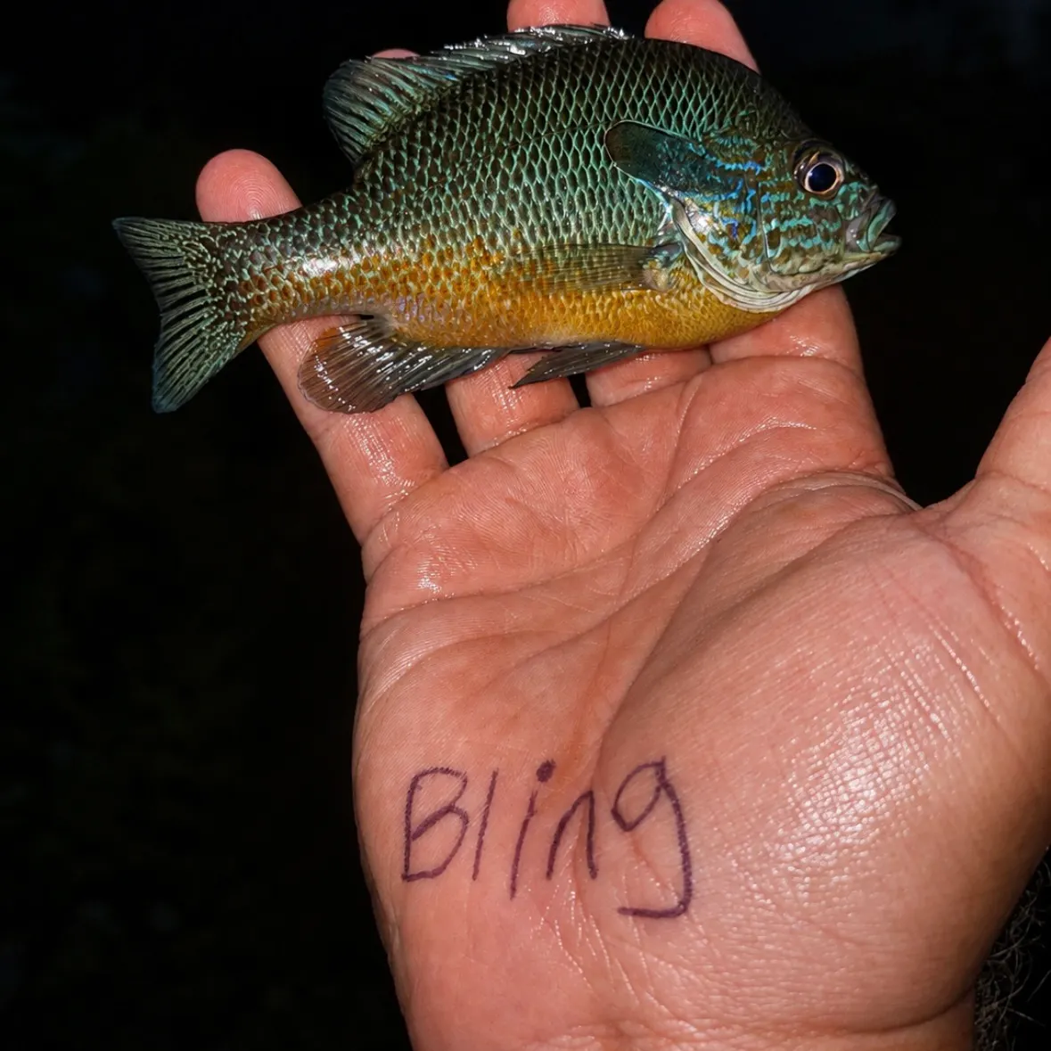 Plains longear sunfish caught on Fishbrain
