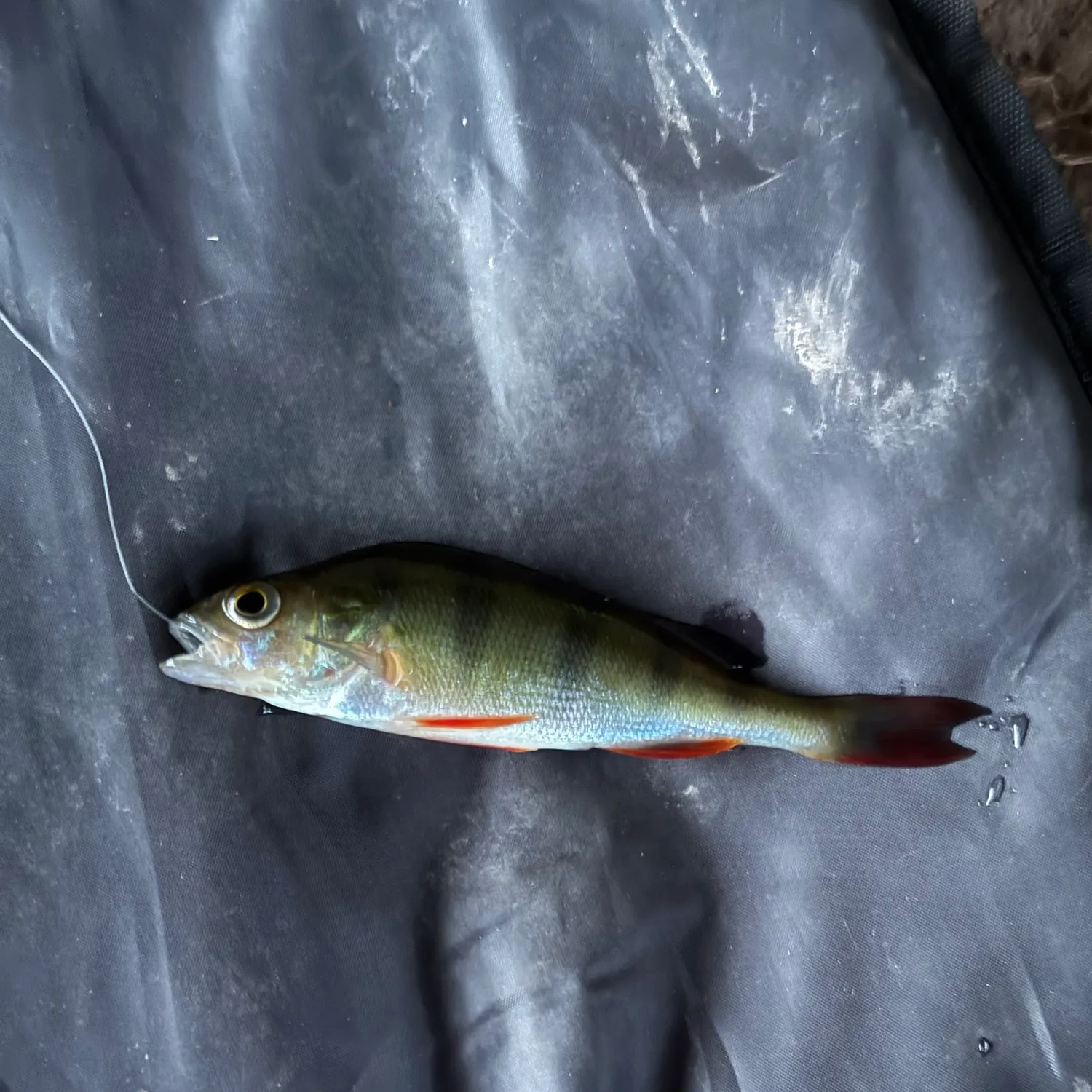 European perch caught on Fishbrain