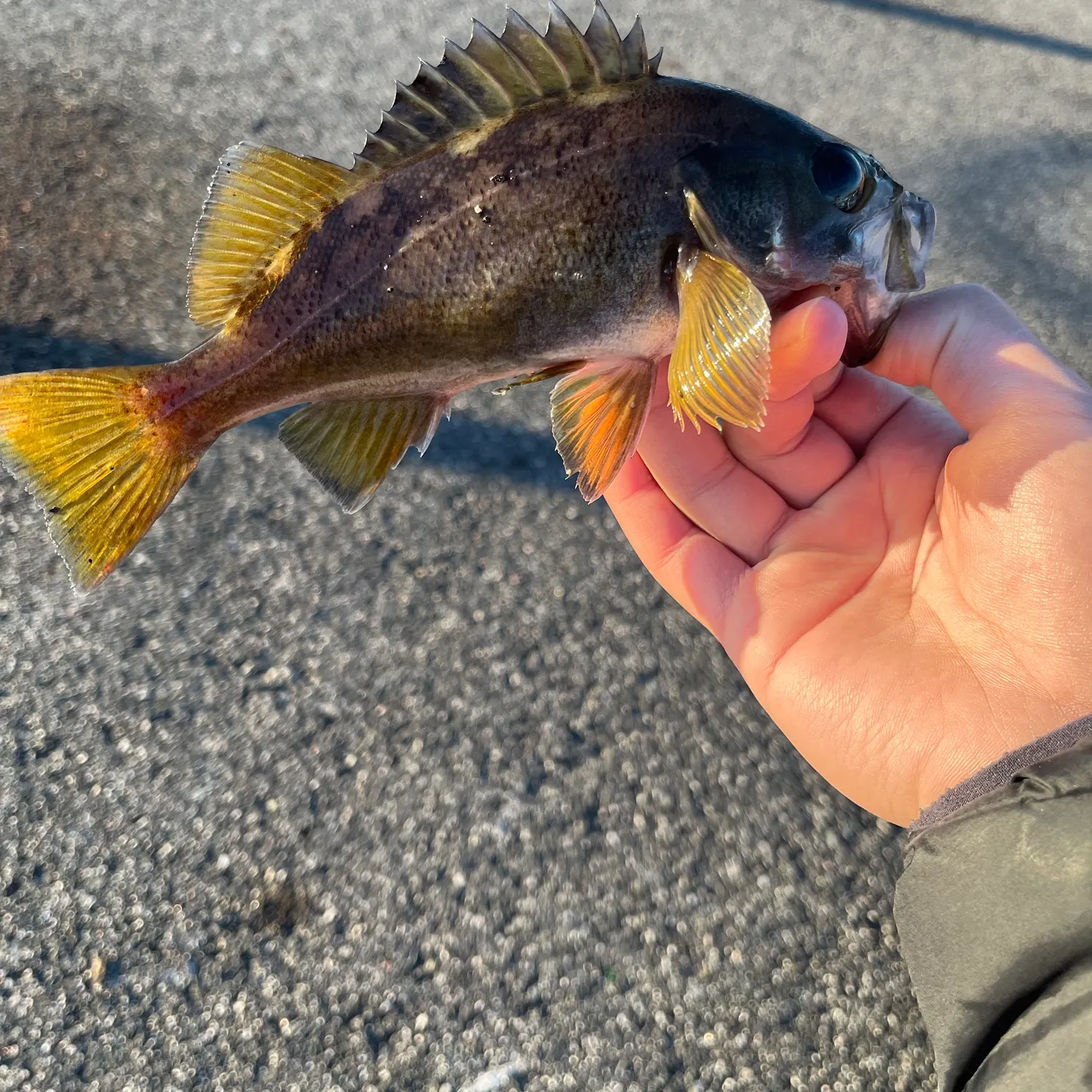 Yellowtail rockfish caught on Fishbrain