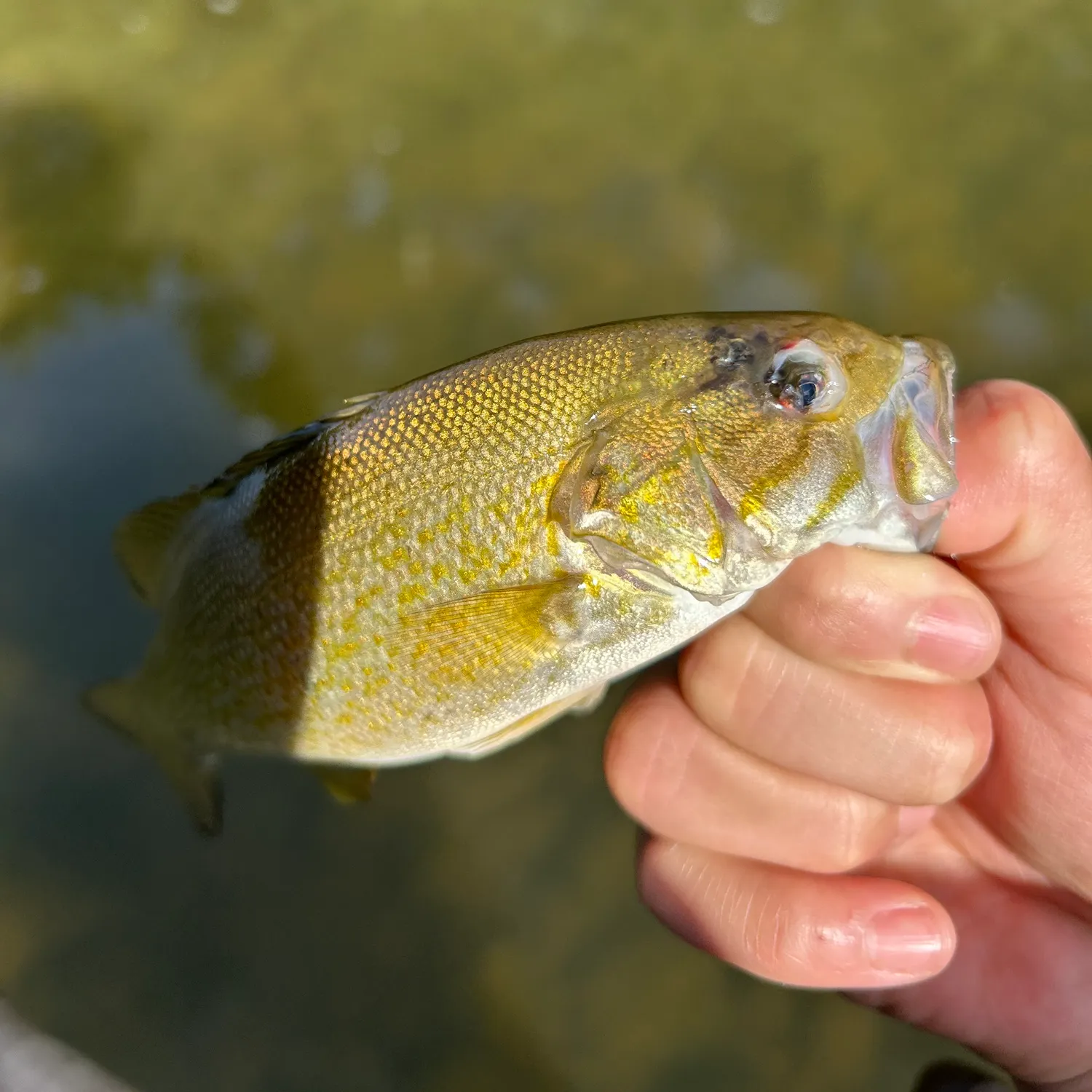 Smallmouth bass caught on Fishbrain
