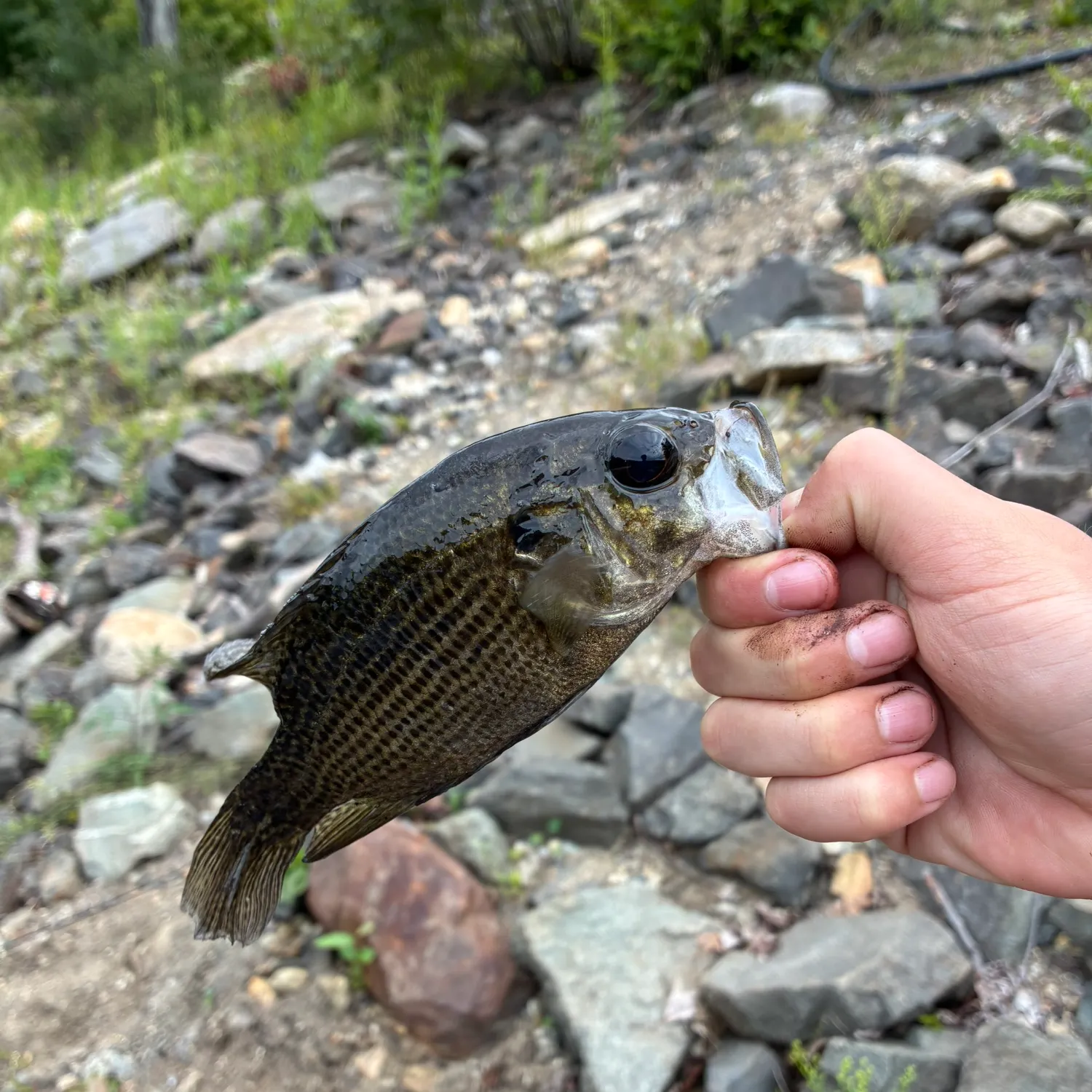 Rock bass caught on Fishbrain