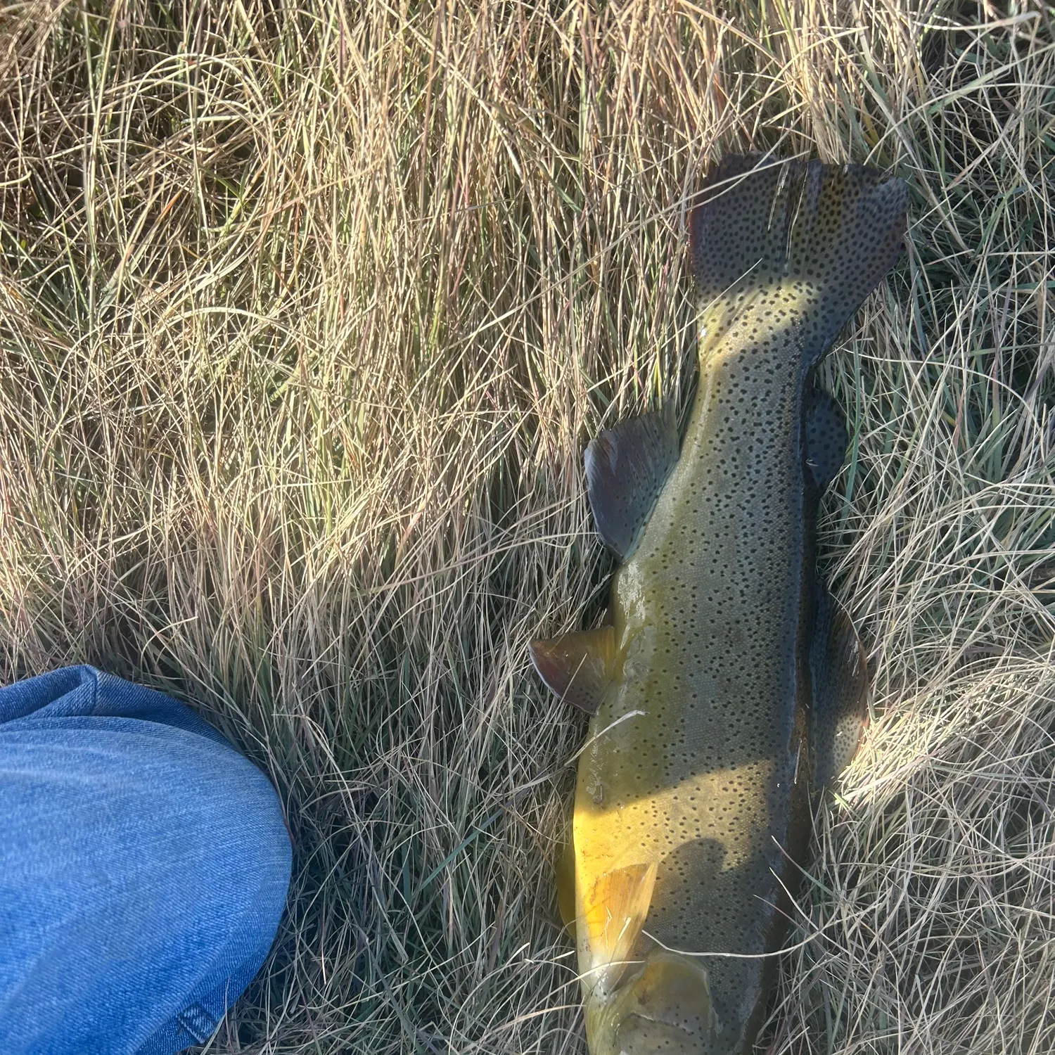 The most recent Apache trout catches on Fishbrain