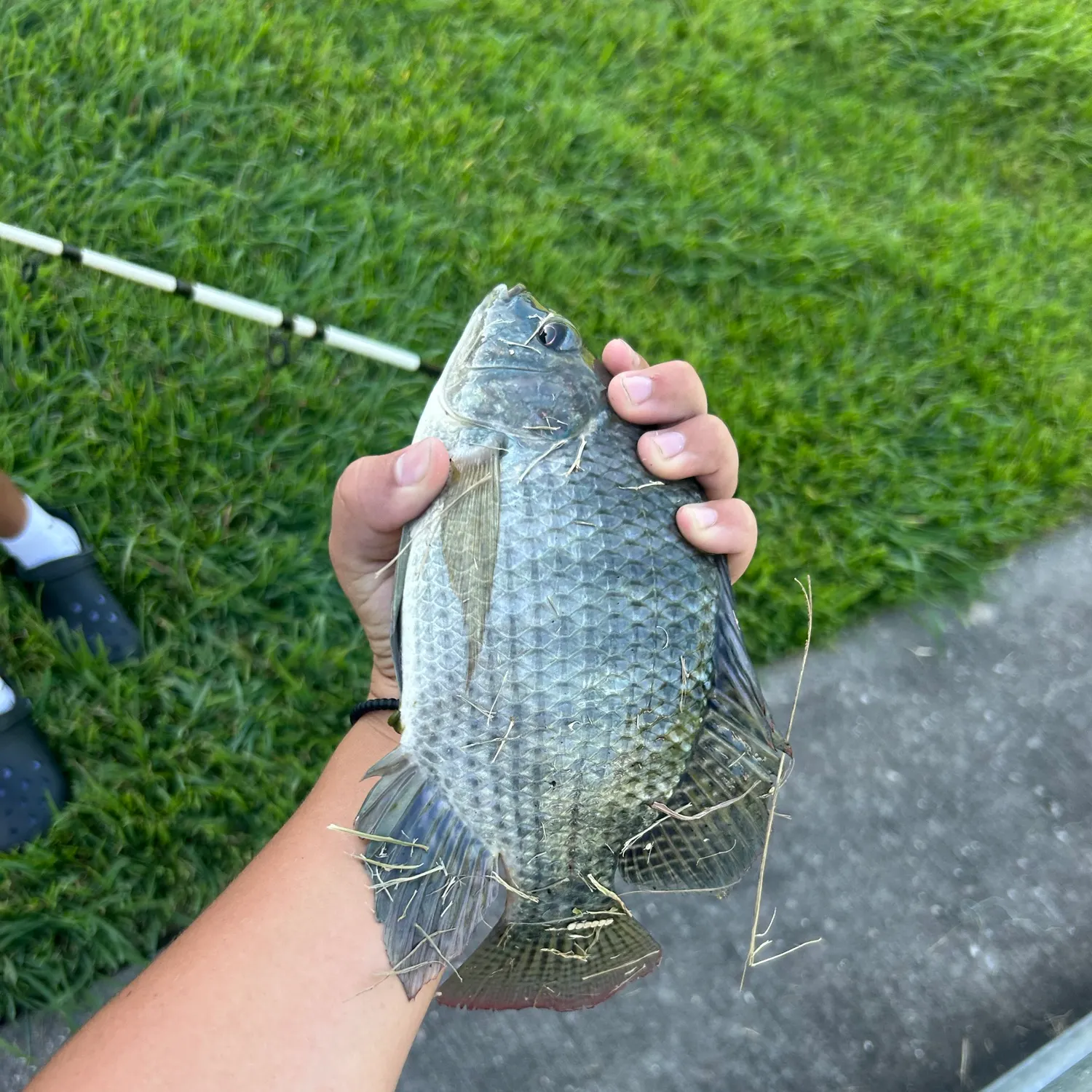 The most recent Nile tilapia catches on Fishbrain