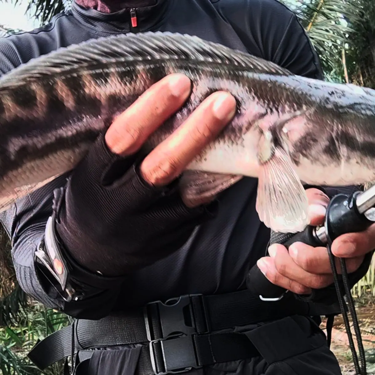 The most recent Indonesian snakehead catches on Fishbrain