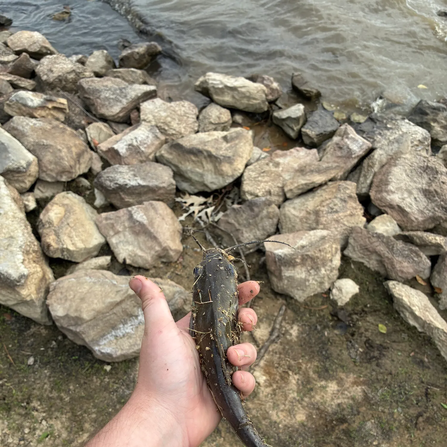 Channel catfish caught on Fishbrain