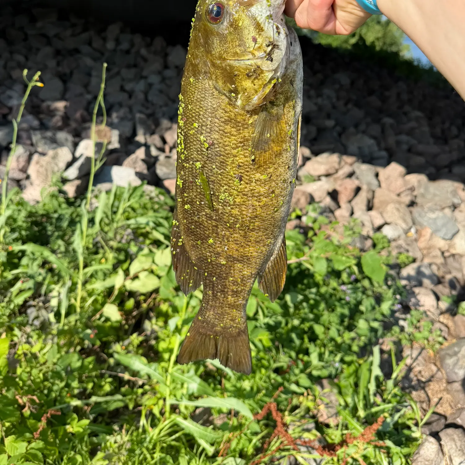 Smallmouth bass caught on Fishbrain