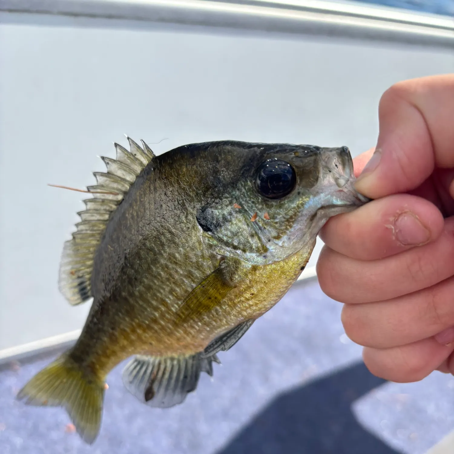 Greengill hybrid caught on Fishbrain