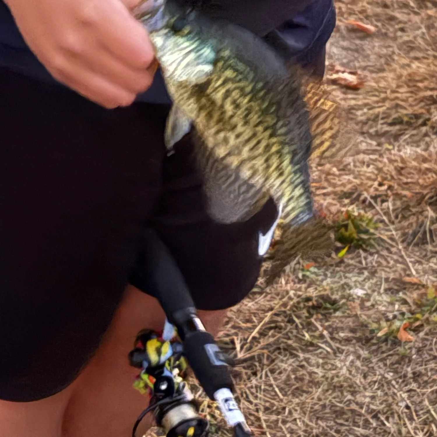 Black crappie caught on Fishbrain