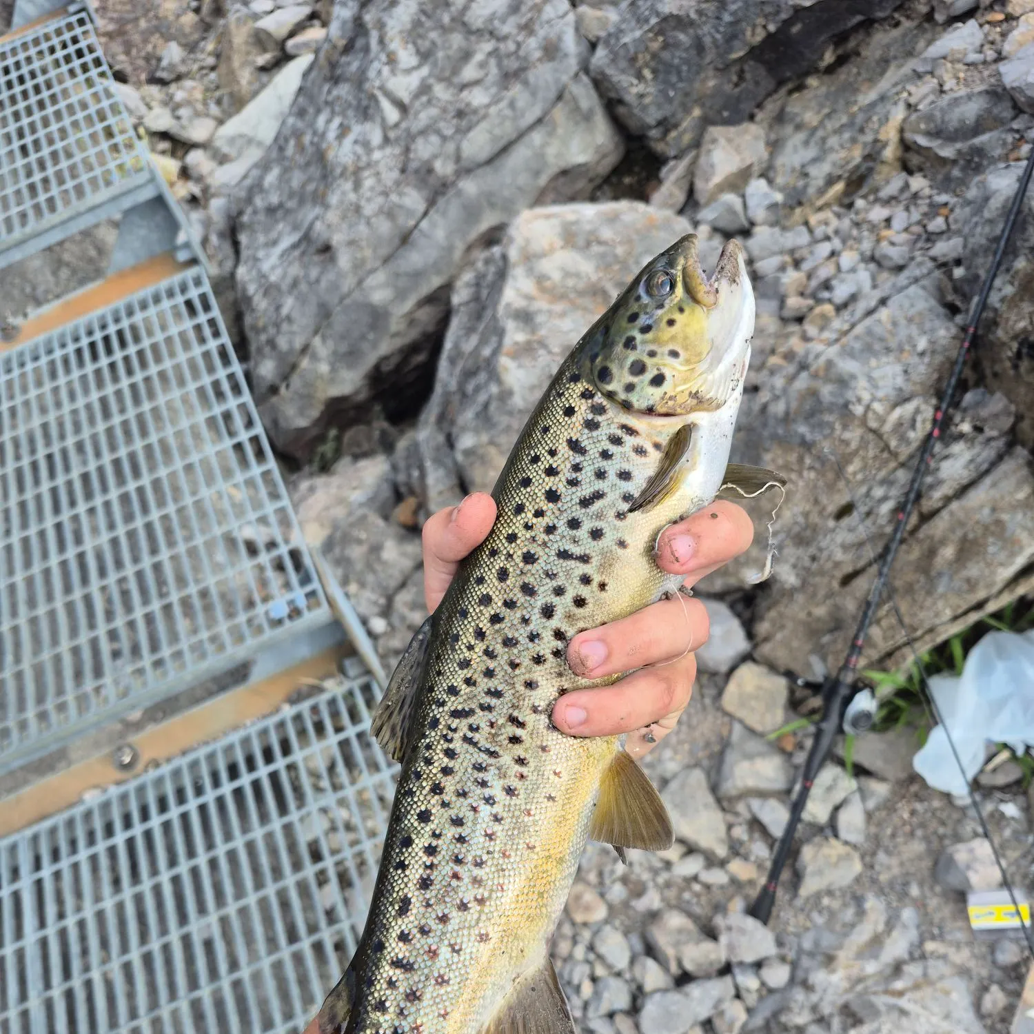 Brown trout caught on Fishbrain