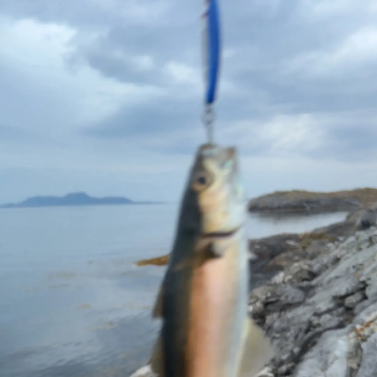 Pollack caught on Fishbrain