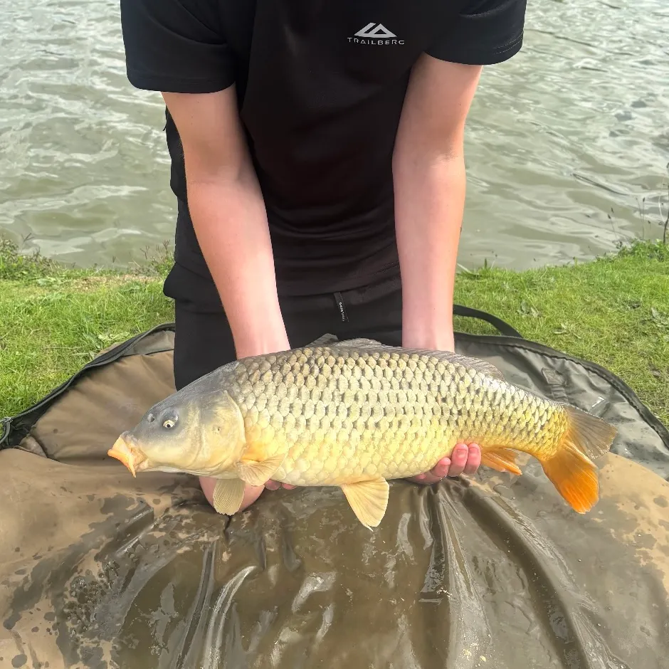 Common carp caught on Fishbrain