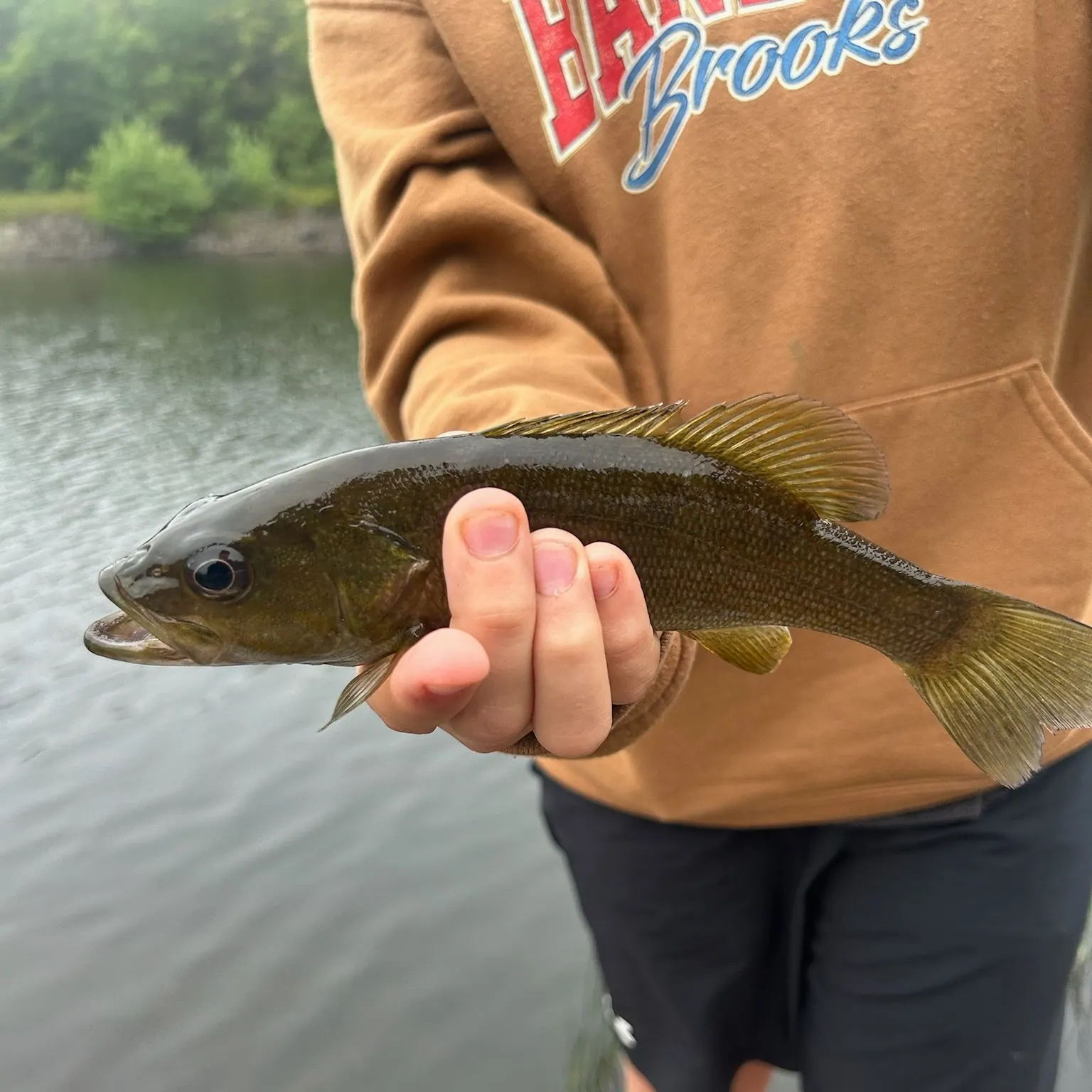 Smallmouth bass caught on Fishbrain