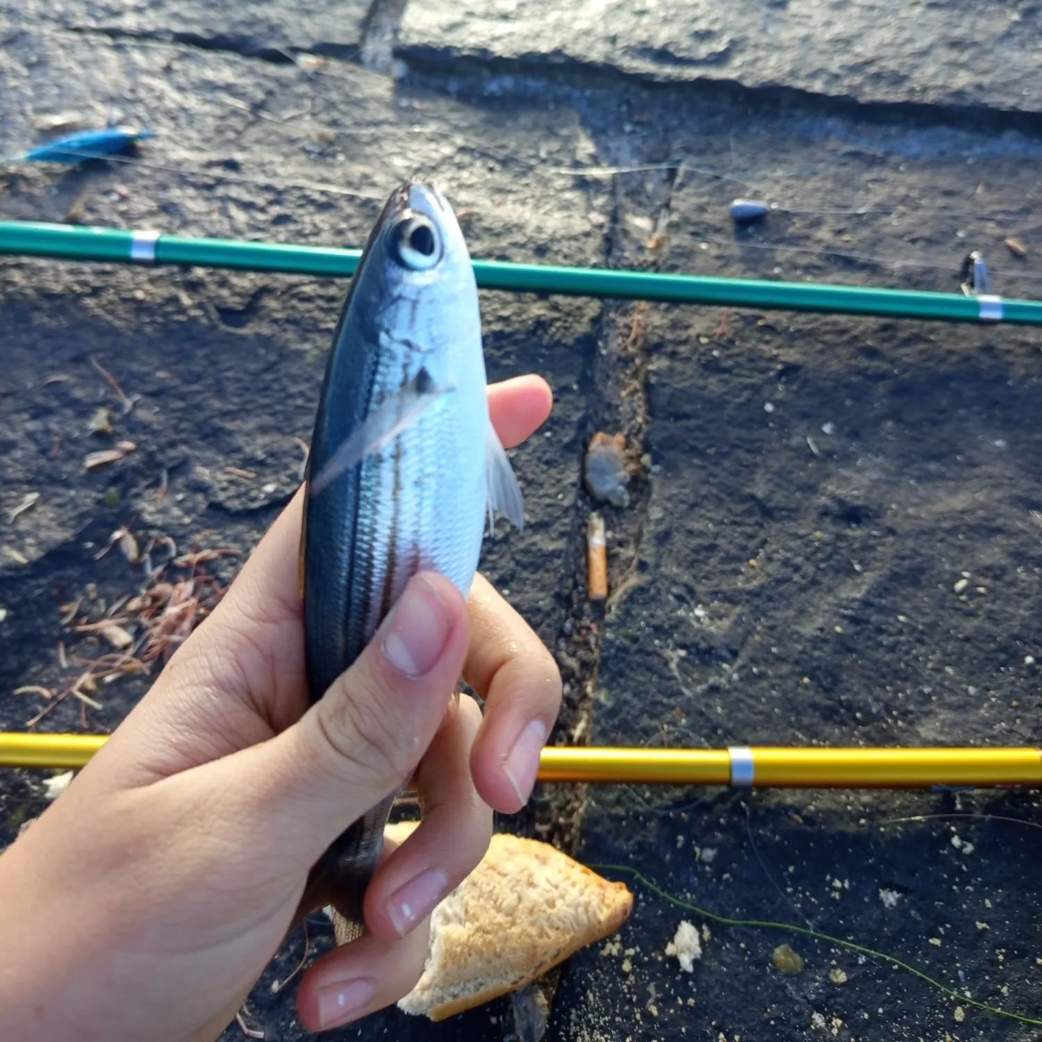 The most recent Bogue catches on Fishbrain