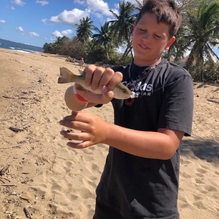 The most recent Whiting catches on Fishbrain