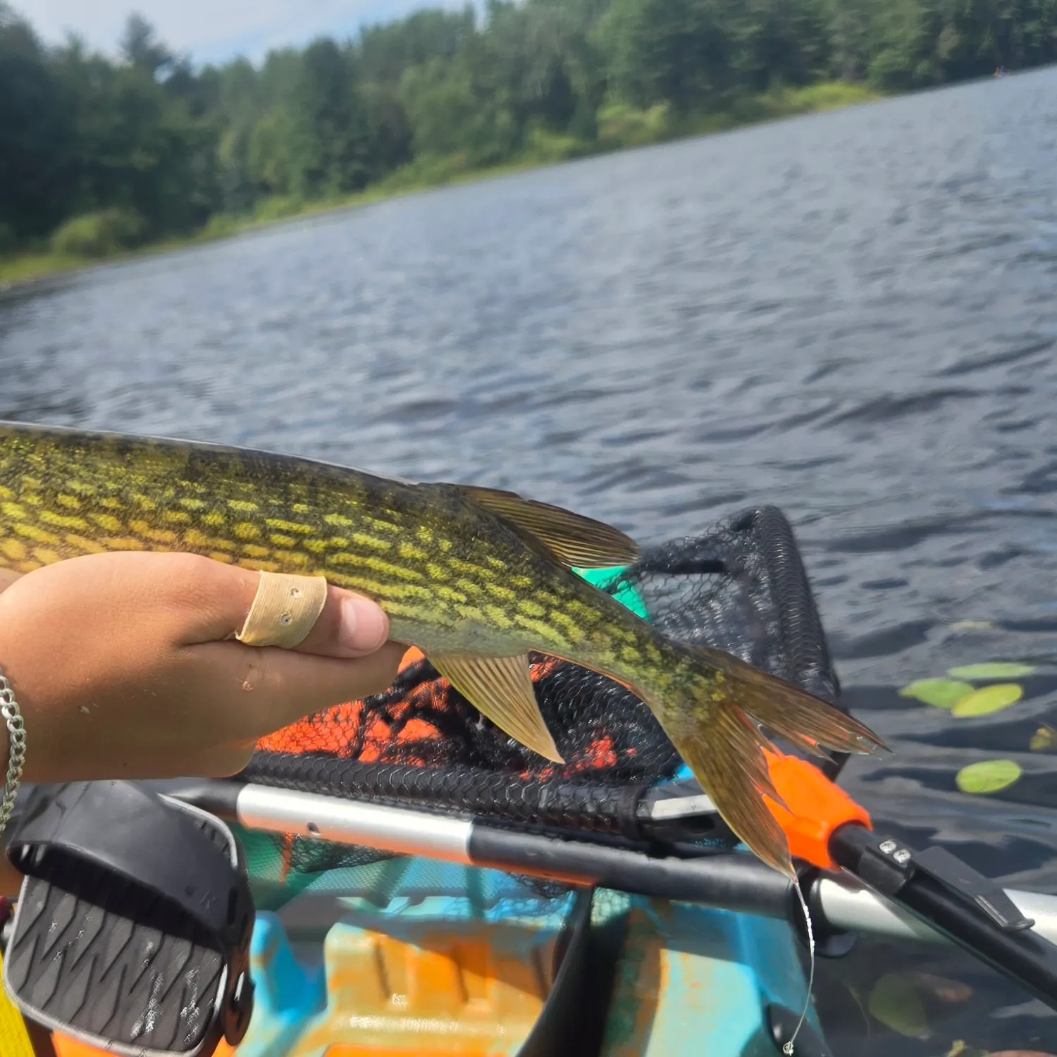Chain pickerel caught on Fishbrain