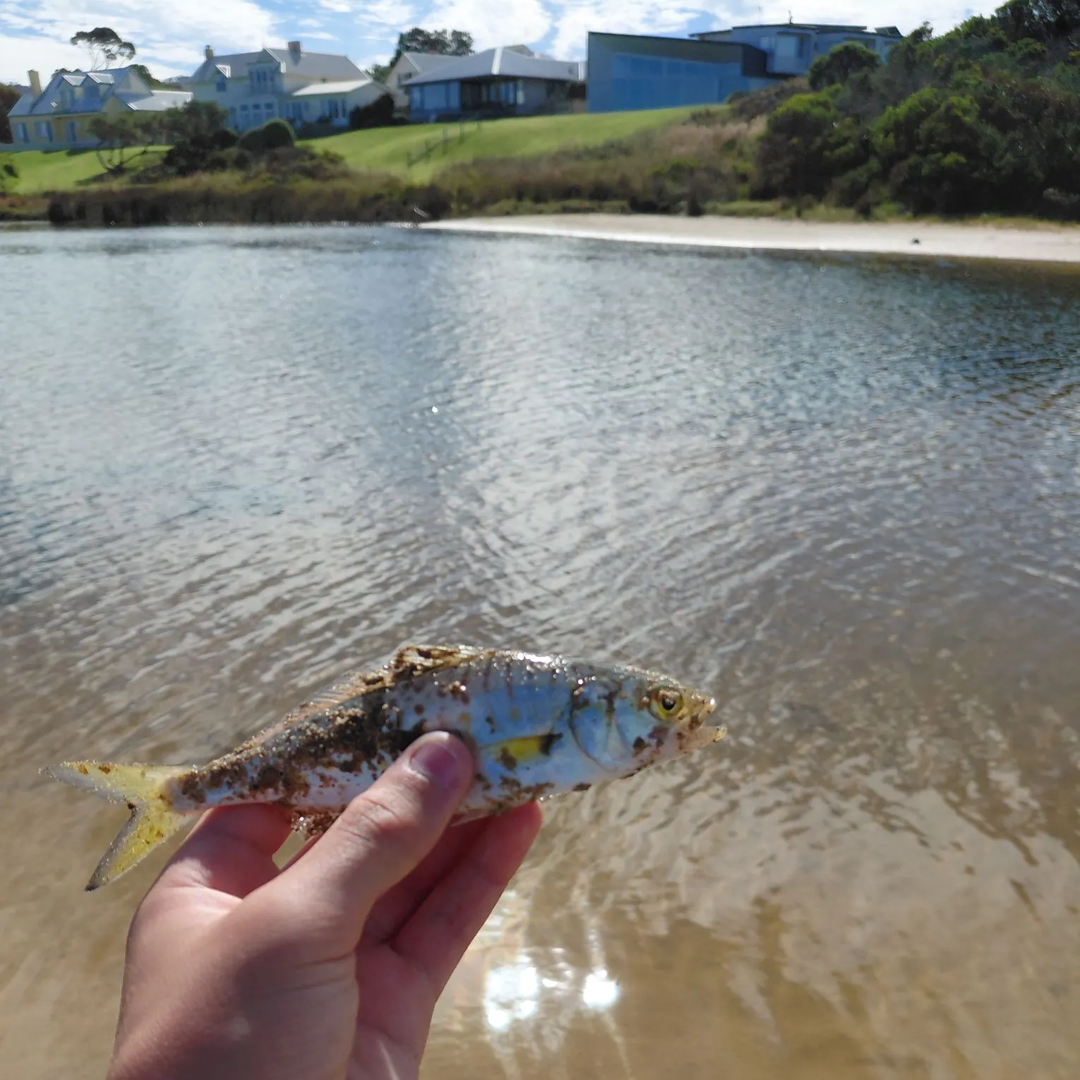 The most recent Eastern Australian salmon catches on Fishbrain