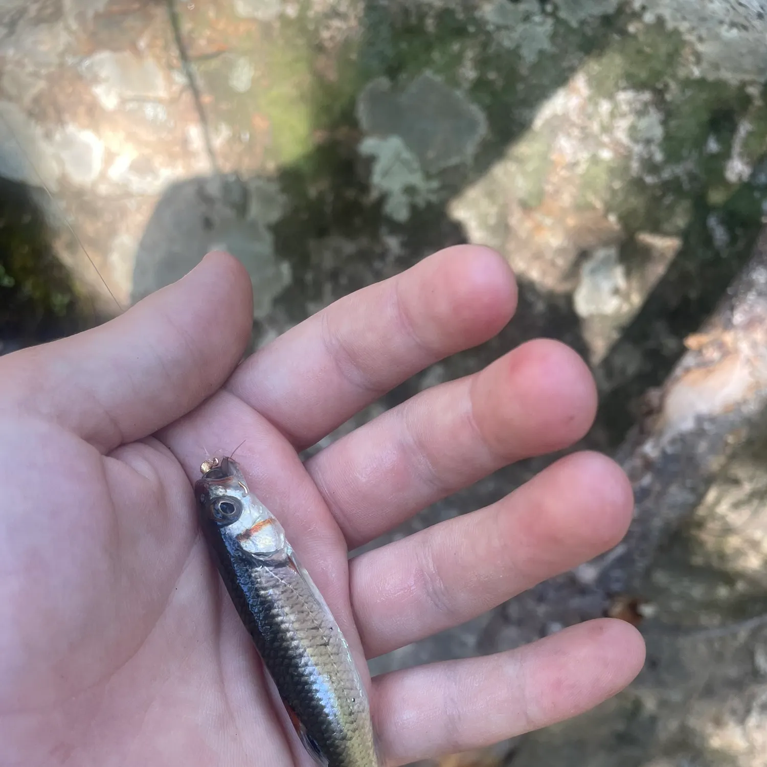 Warpaint shiner caught on Fishbrain
