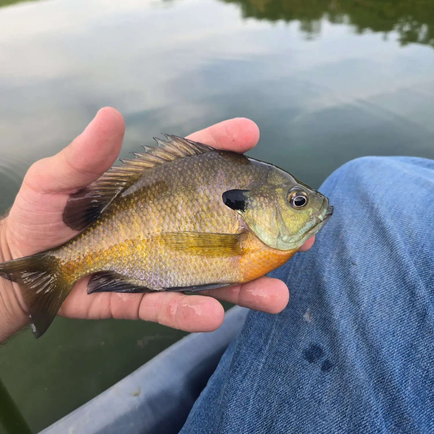 Bluegill caught on Fishbrain