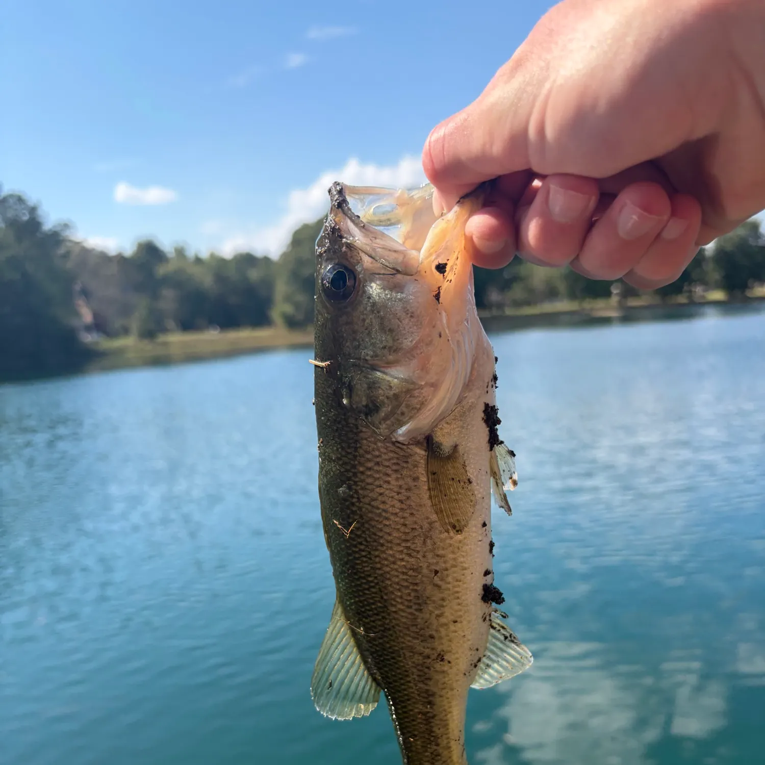 Fish caught on Fishbrain