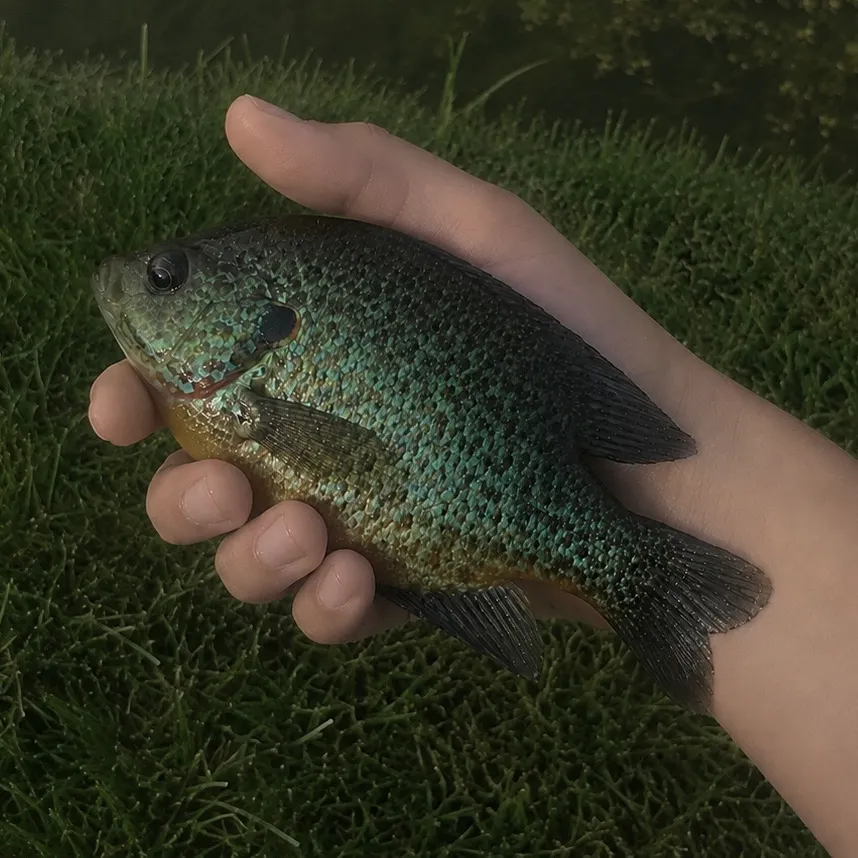 Pumpkinseed caught on Fishbrain
