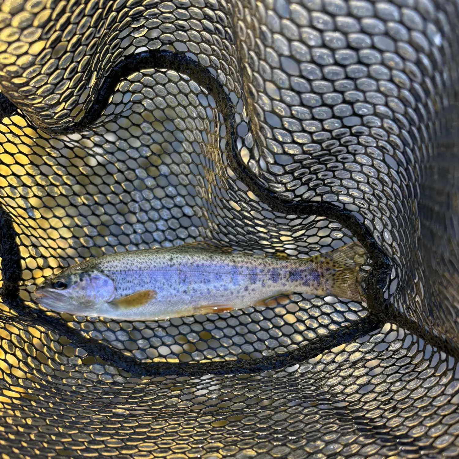 Rainbow trout caught on Fishbrain