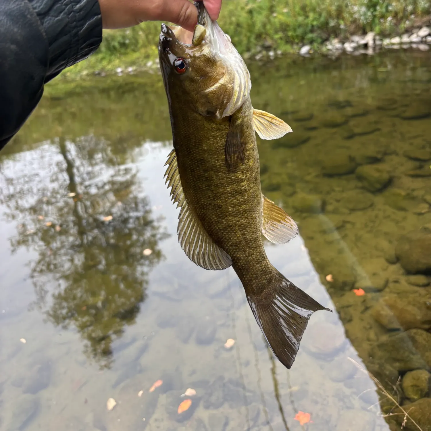 Smallmouth bass caught on Fishbrain