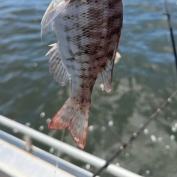 The most recent Grass emperor catches on Fishbrain