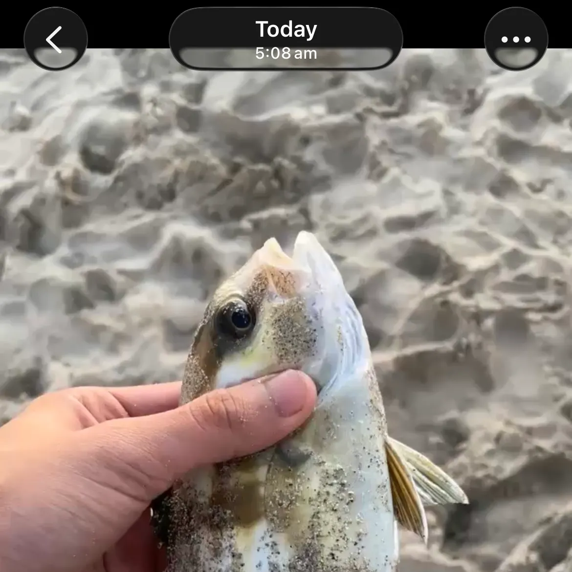 recently logged catches