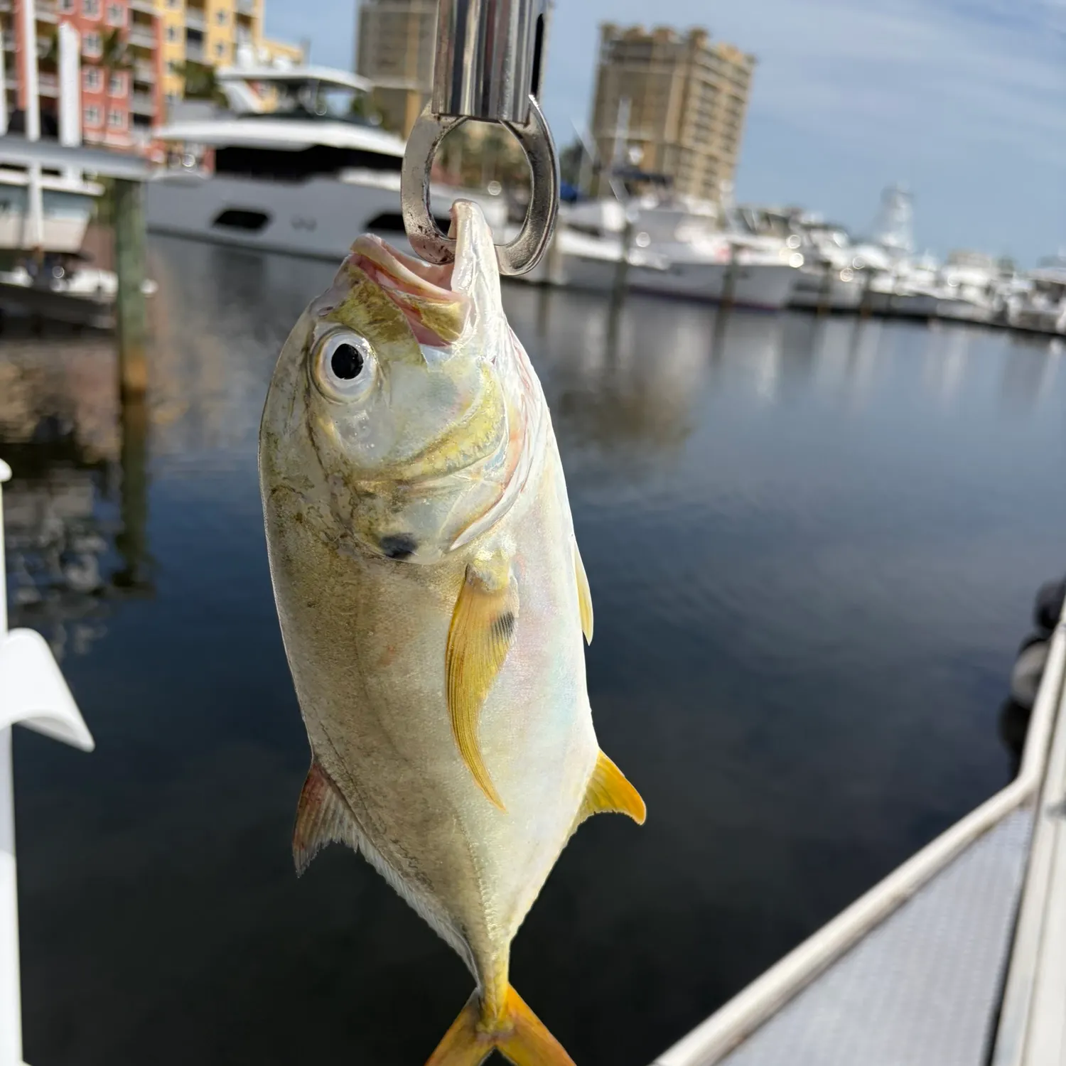 Pacific crevalle jack caught on Fishbrain
