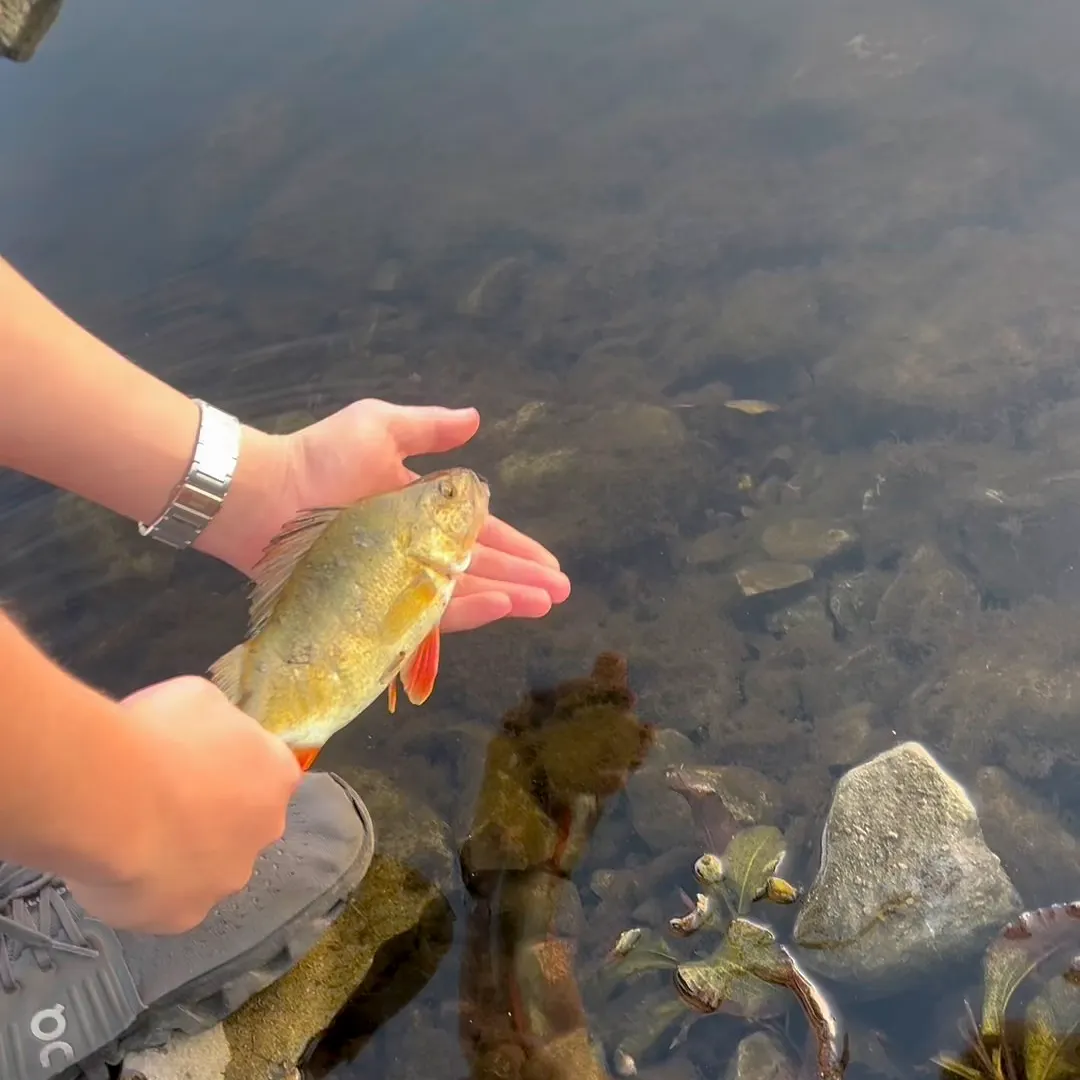 European perch caught on Fishbrain
