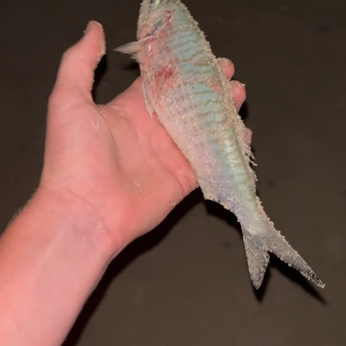 The most recent Atlantic herring catches on Fishbrain