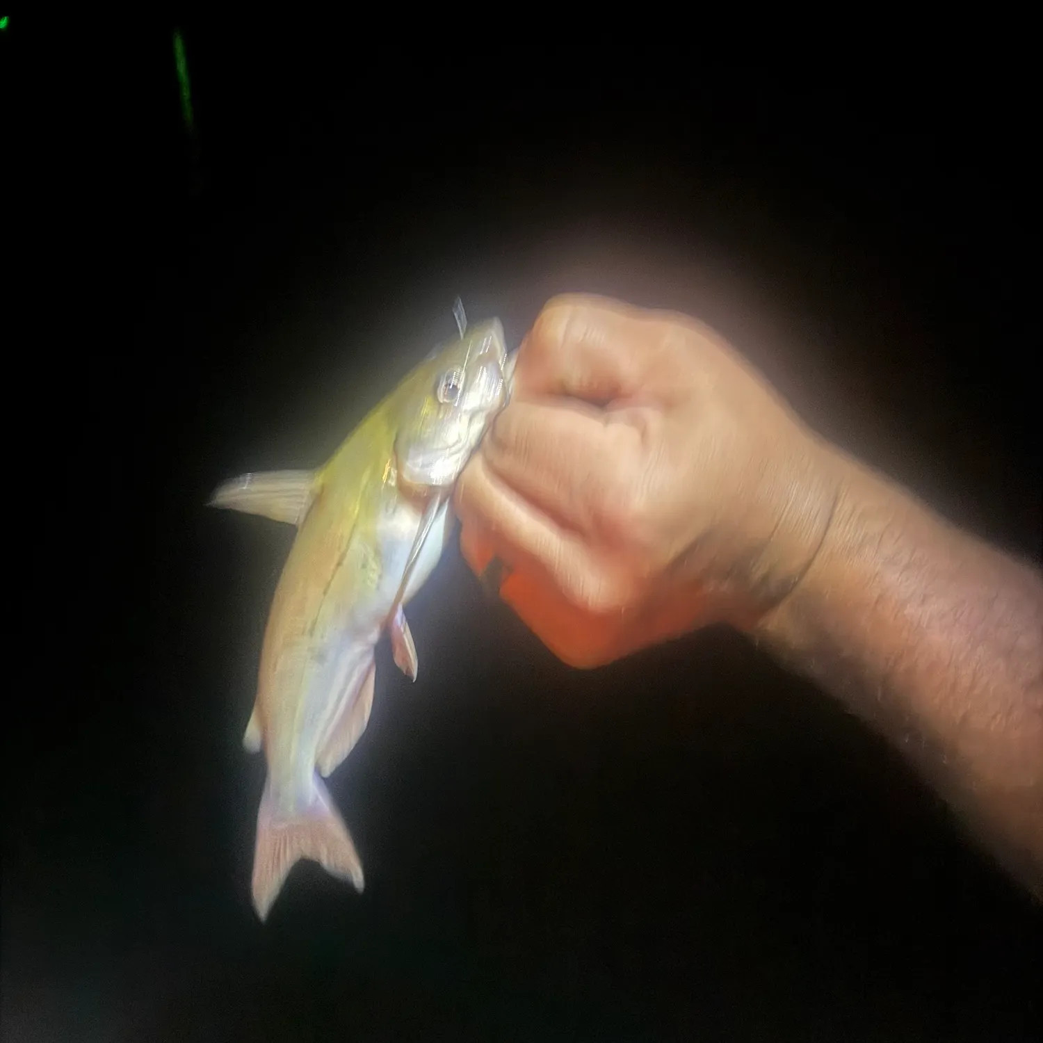 Channel catfish caught on Fishbrain