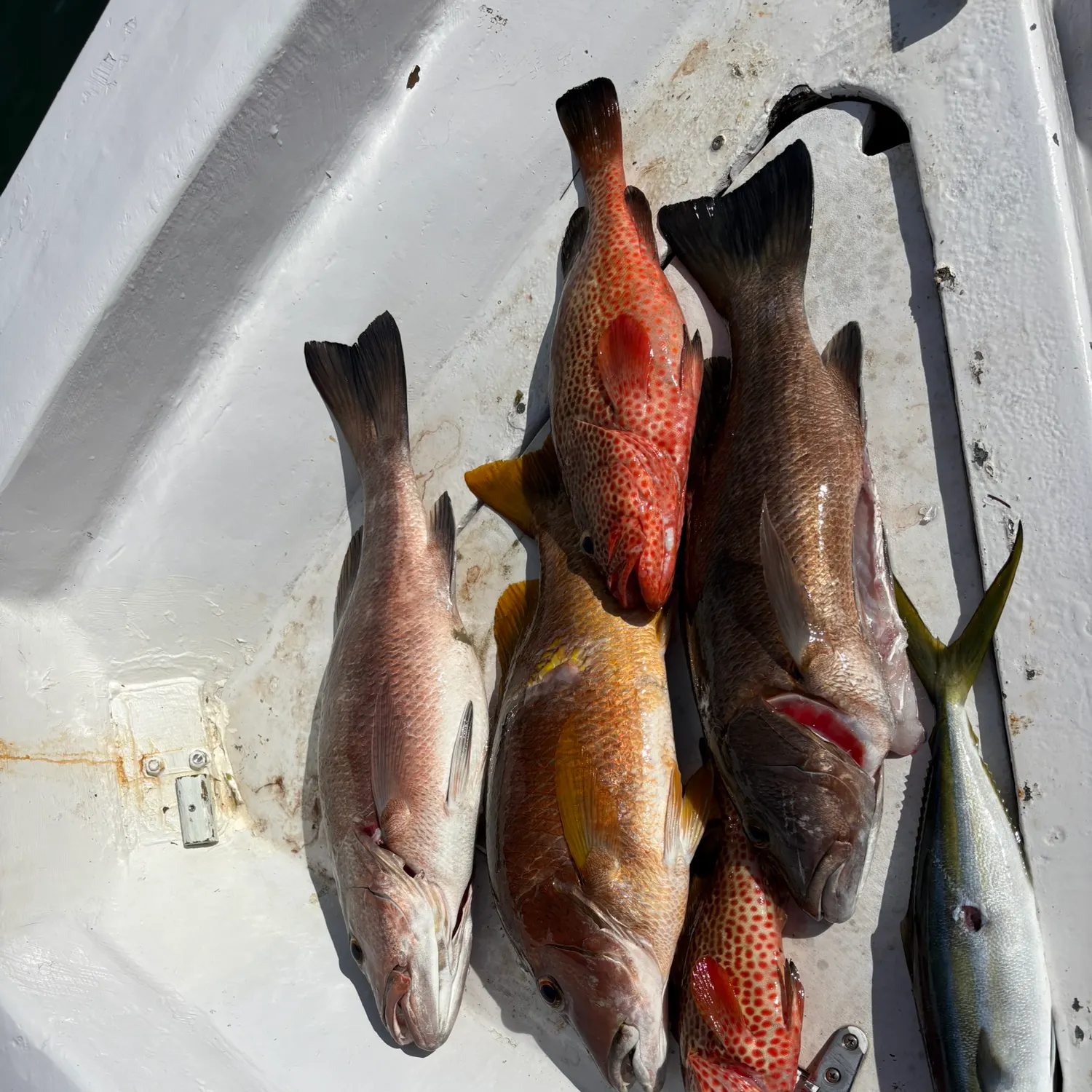 The most recent Rainbow runner catches on Fishbrain