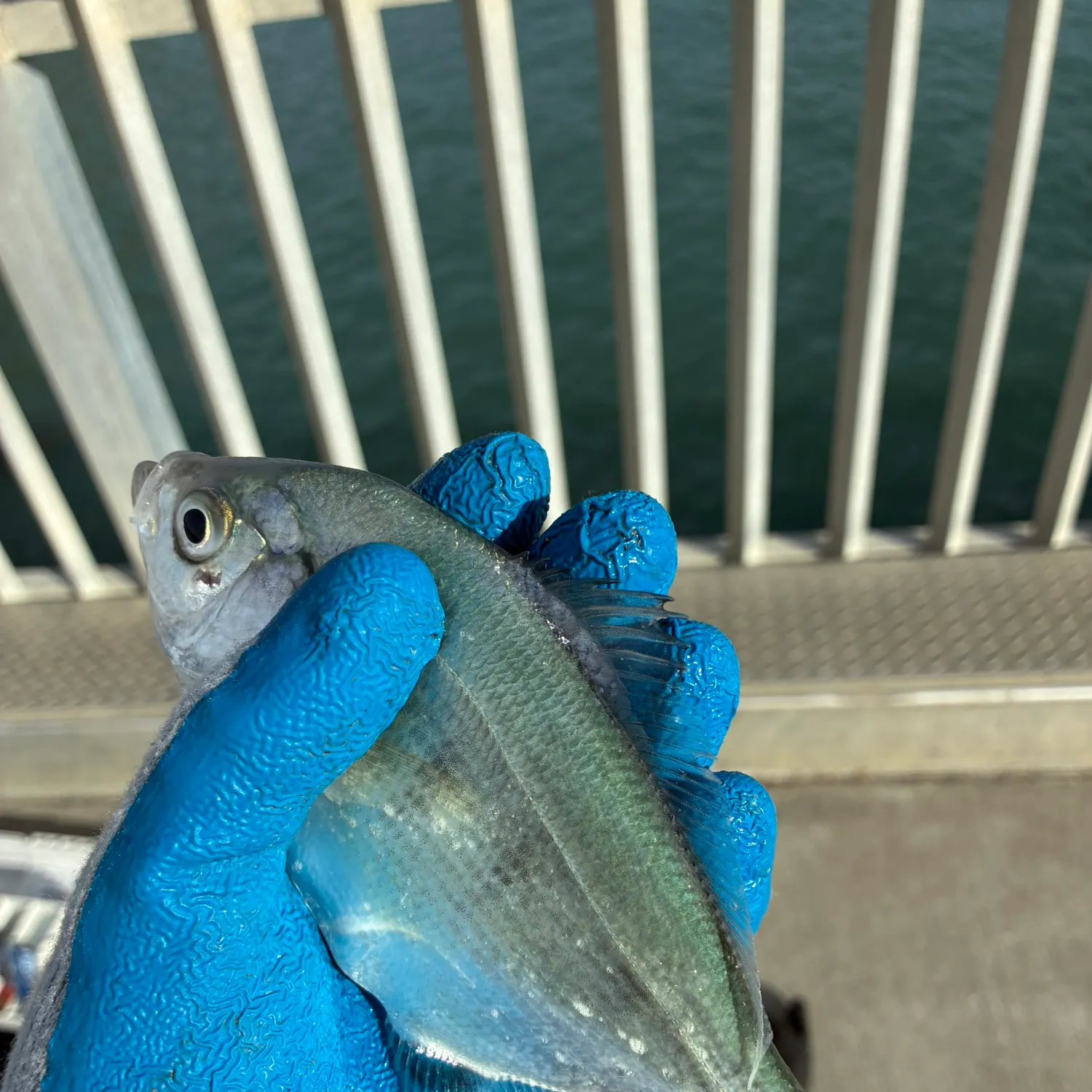 The most recent Silver surfperch catches on Fishbrain