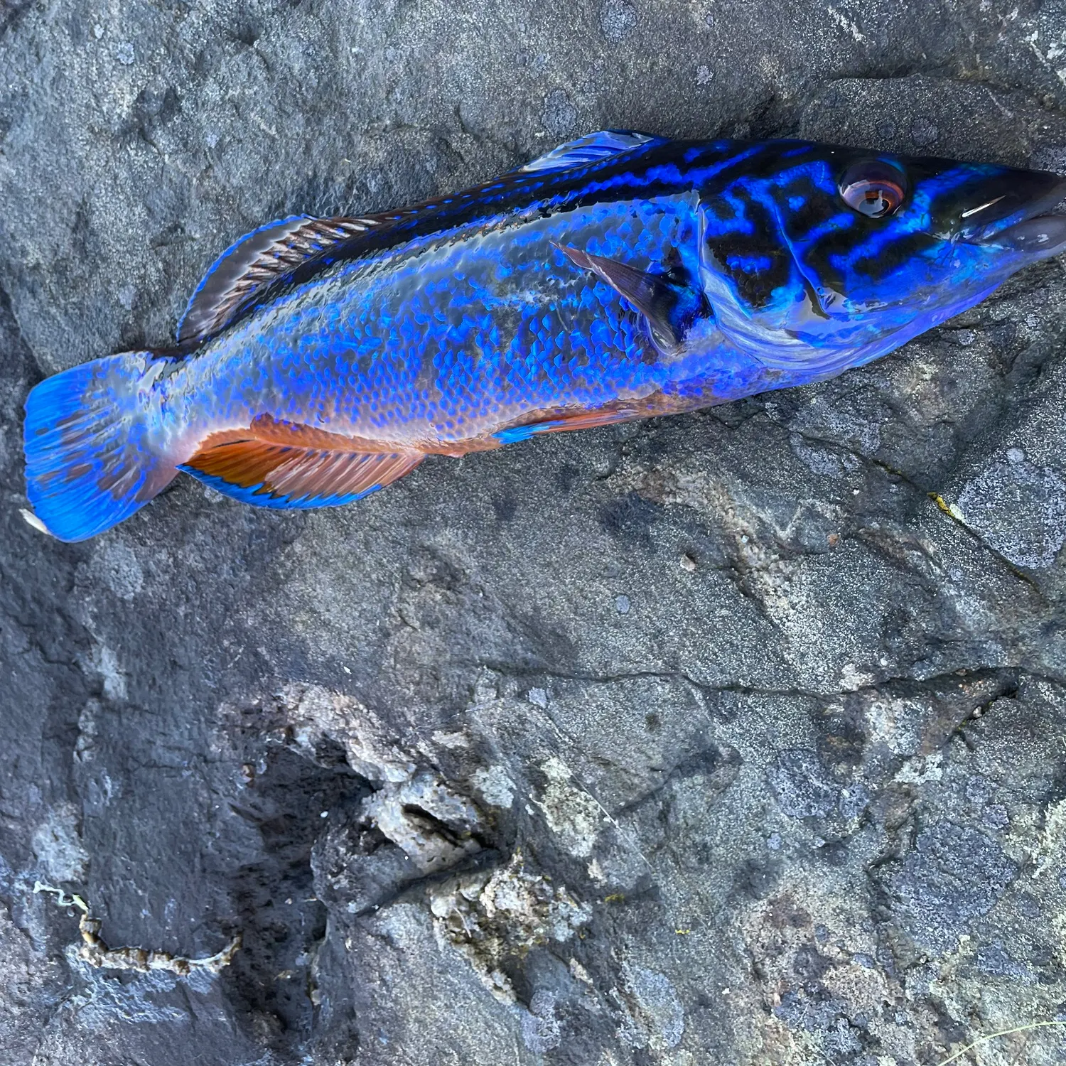 The most recent Cuckoo wrasse catches on Fishbrain