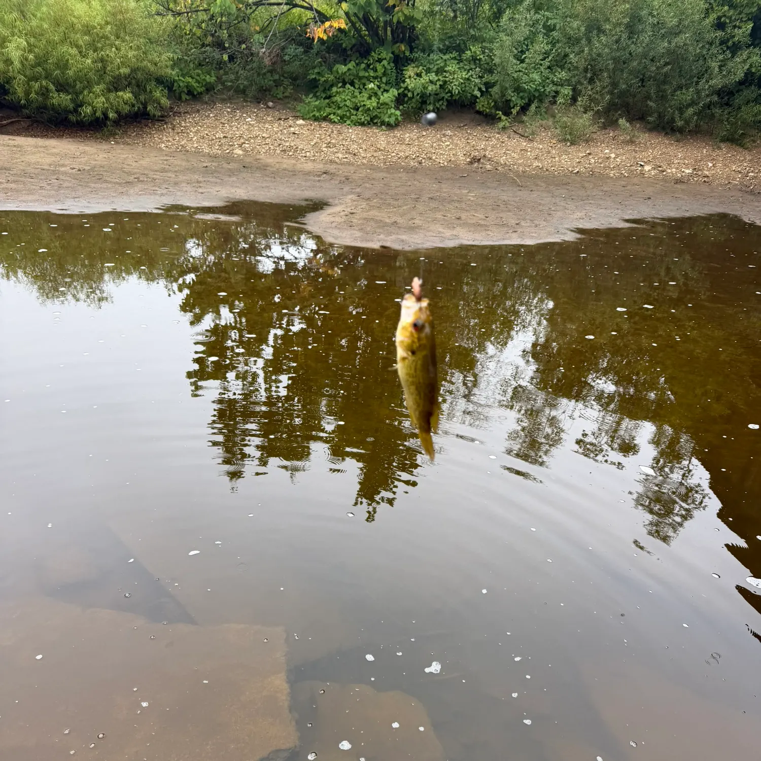Rock bass caught on Fishbrain