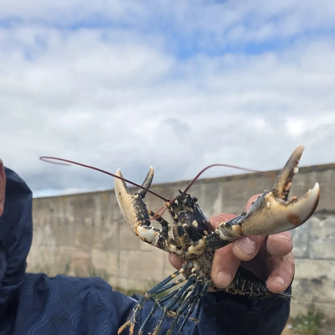 The most recent European lobster catches on Fishbrain