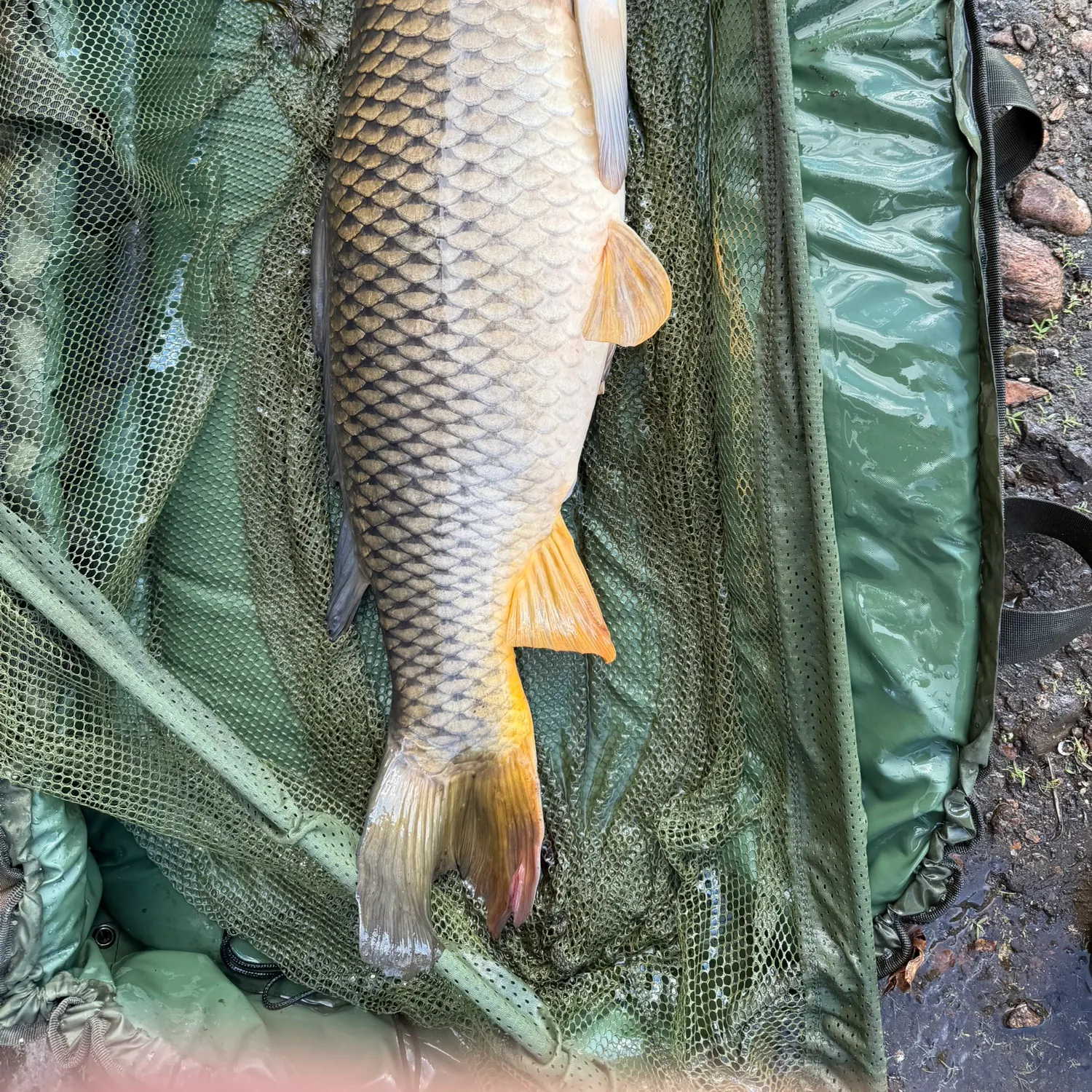 Common carp caught on Fishbrain
