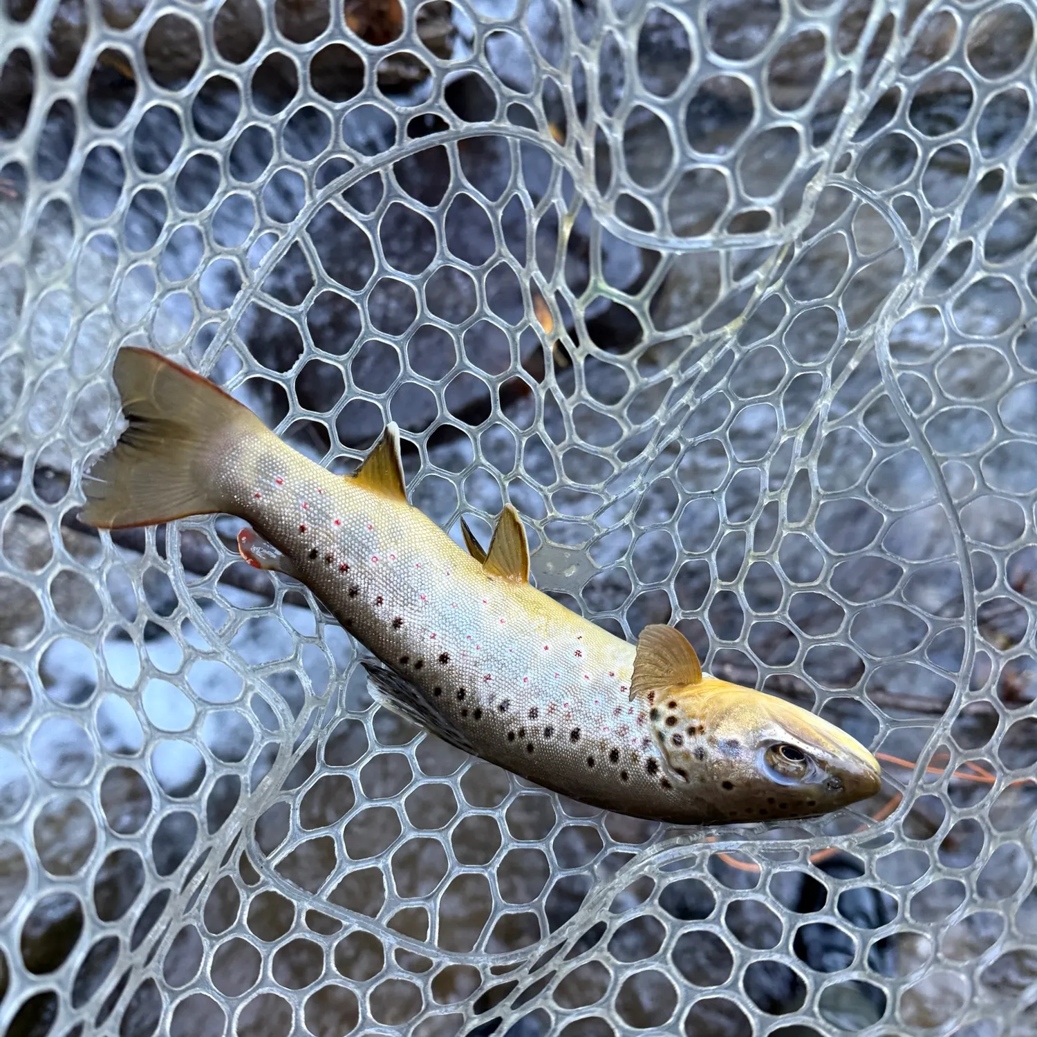 Brown trout caught on Fishbrain
