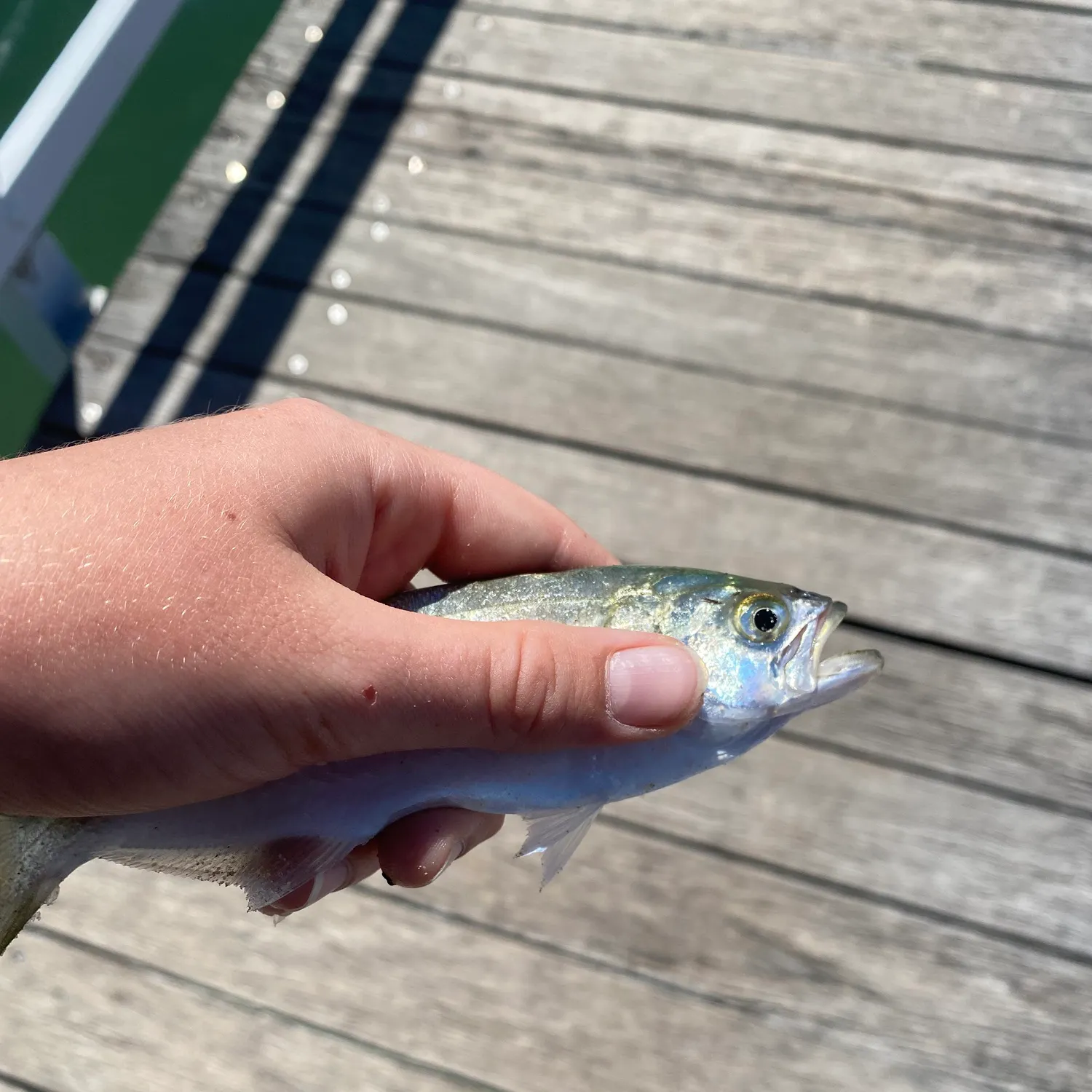 The most recent Yellowtail scad catches on Fishbrain