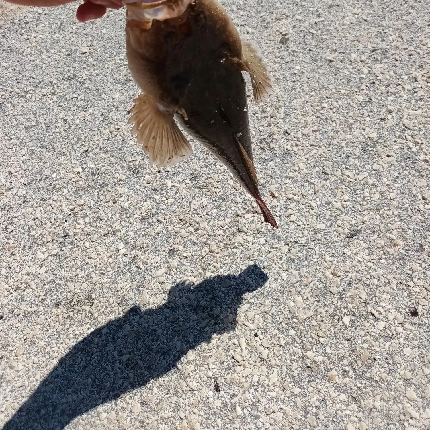The most recent Atlantic stargazer catches on Fishbrain