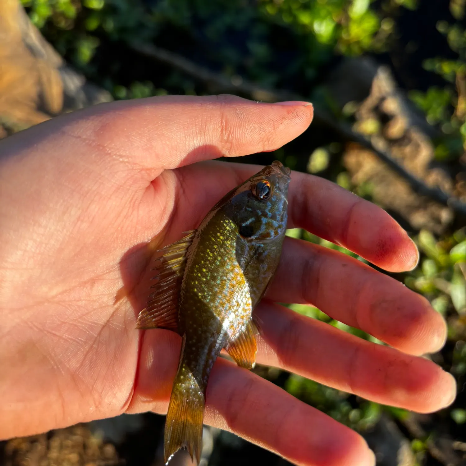 Greengill hybrid caught on Fishbrain