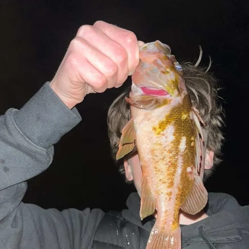 The most recent Yellowtail rockfish catches on Fishbrain