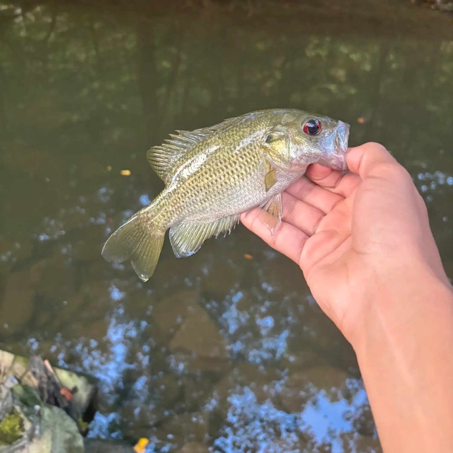 Rock bass caught on Fishbrain