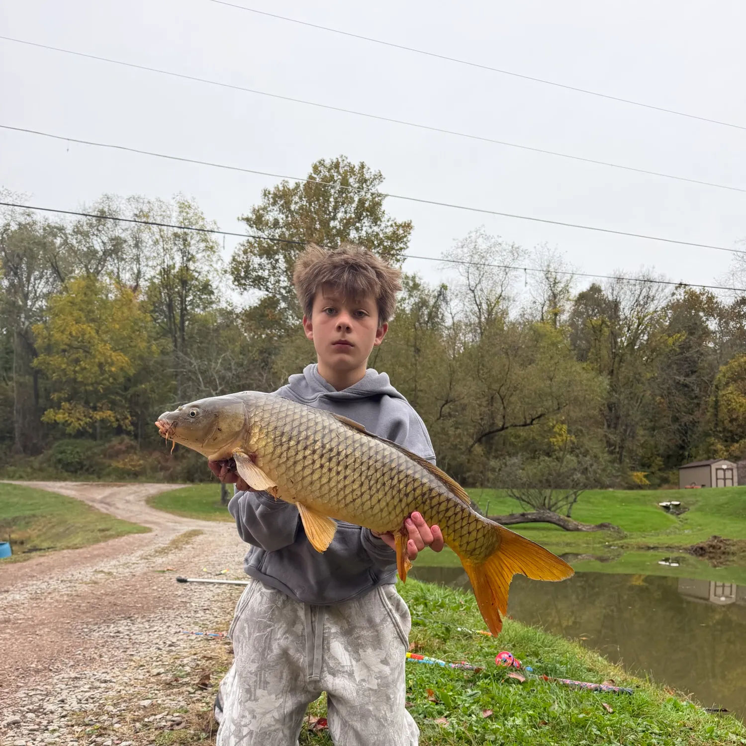 Common carp caught on Fishbrain
