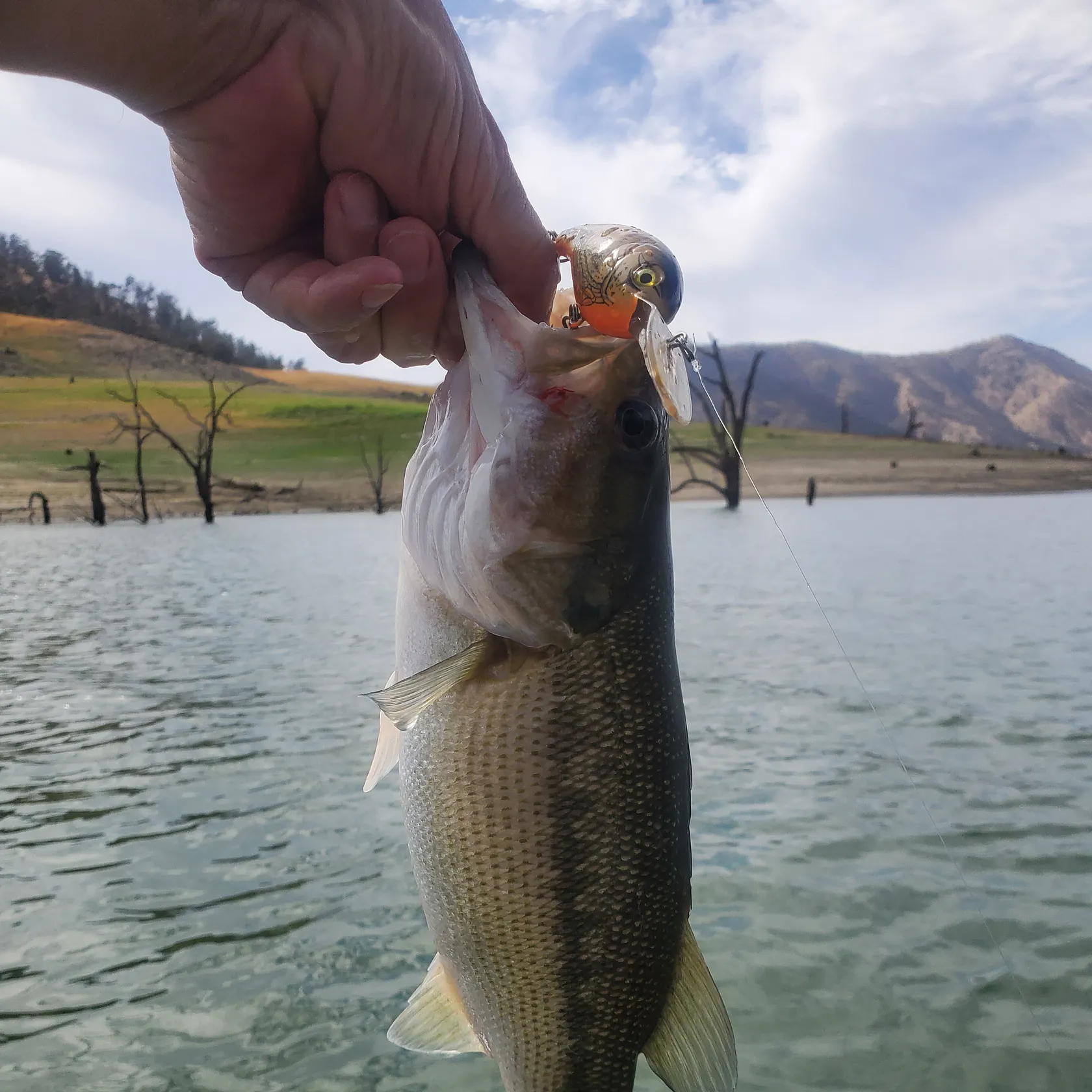 Spotted bass caught on Fishbrain