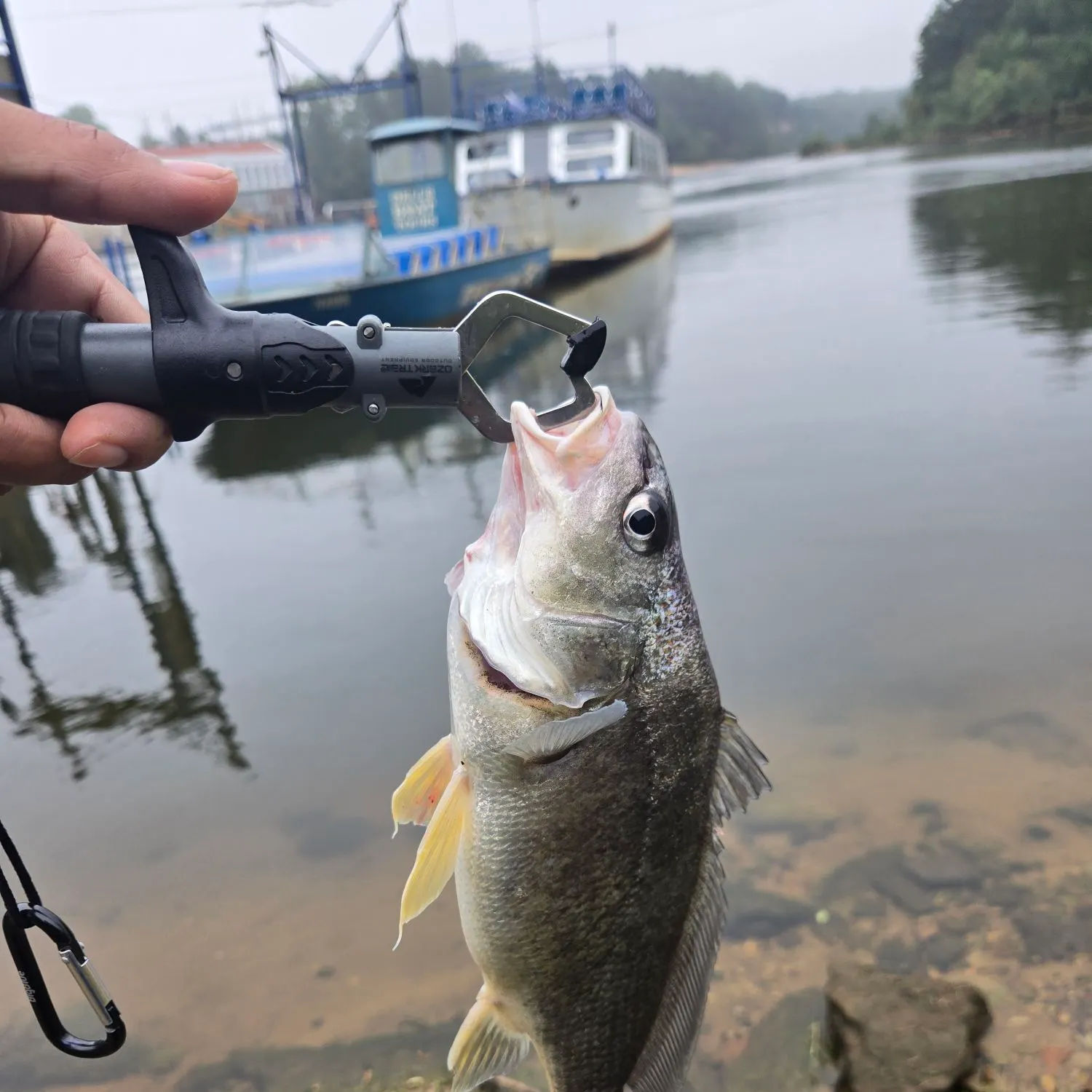 Freshwater drum caught on Fishbrain